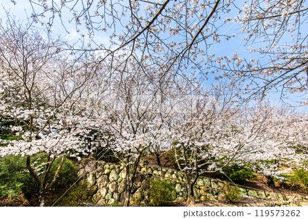 Cherry blossoms at Awashima Park and Awashima Shrine [Unzen City, Nagasaki Prefecture] 119573262