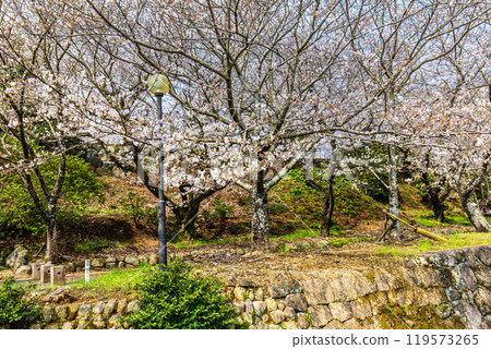 Cherry blossoms at Awashima Park and Awashima Shrine [Unzen City, Nagasaki Prefecture] 119573265