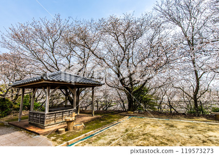 Cherry blossoms at Awashima Park and Awashima Shrine [Unzen City, Nagasaki Prefecture] 119573273