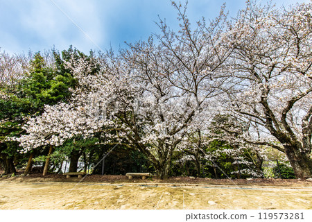 Cherry blossoms at Awashima Park and Awashima Shrine [Unzen City, Nagasaki Prefecture] 119573281