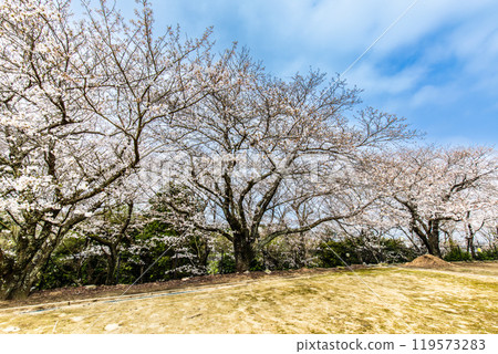 淡島公園與淡島神社的櫻花【長崎縣雲仙市】 淡島公園與淡島神社的櫻花【長崎縣雲仙市】 119573283