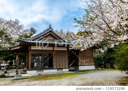 Cherry blossoms at Awashima Park and Awashima Shrine [Unzen City, Nagasaki Prefecture] 119573290
