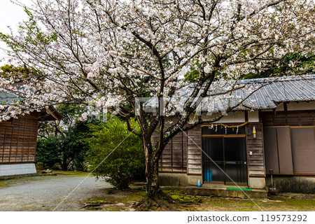 淡島公園與淡島神社的櫻花【長崎縣雲仙市】 119573292