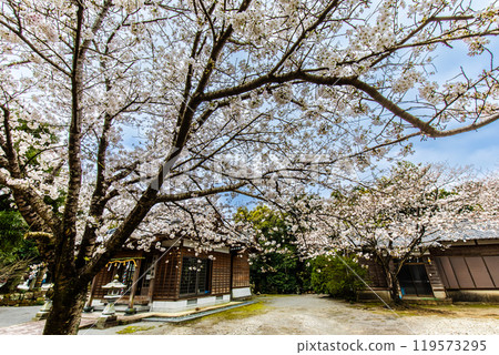 Cherry blossoms at Awashima Park and Awashima Shrine [Unzen City, Nagasaki Prefecture] 119573295
