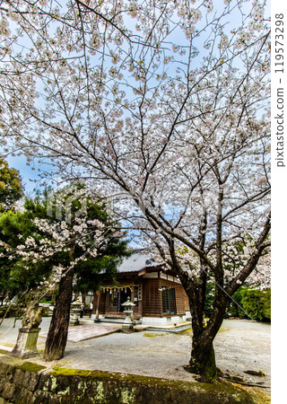Cherry blossoms at Awashima Park and Awashima Shrine [Unzen City, Nagasaki Prefecture] 119573298