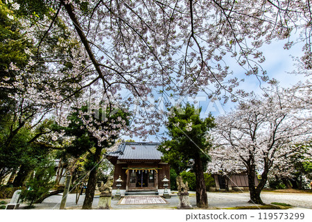 淡島公園與淡島神社的櫻花【長崎縣雲仙市】 淡島公園與淡島神社的櫻花【長崎縣雲仙市】 119573299