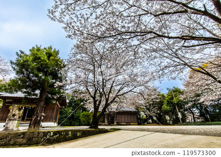 淡島公園與淡島神社的櫻花【長崎縣雲仙市】 淡島公園與淡島神社的櫻花【長崎縣雲仙市】 119573300