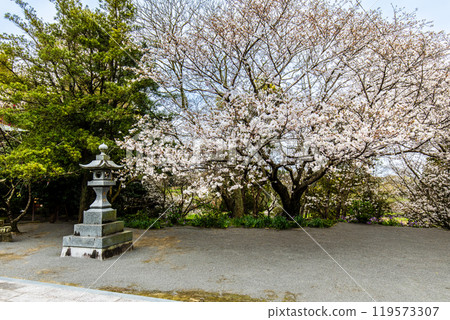 Cherry blossoms at Awashima Park and Awashima Shrine [Unzen City, Nagasaki Prefecture] 119573307