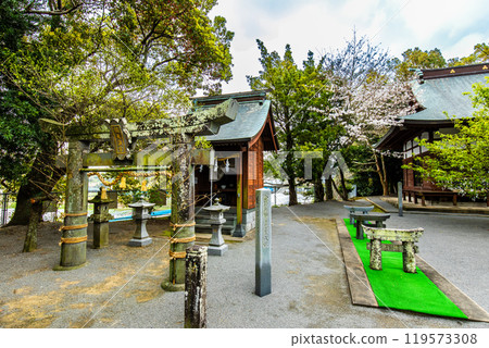 Awashima Park and Awashima Shrine cherry blossoms and mini torii gates [Unzen City, Nagasaki Prefecture] 119573308