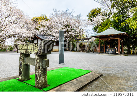 淡島公園/淡島神社櫻花小鳥居[長崎縣雲仙市] 119573311