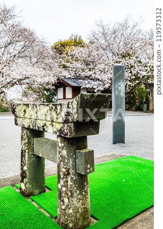 Awashima Park and Awashima Shrine cherry blossoms and mini torii gates [Unzen City, Nagasaki Prefecture] 119573312