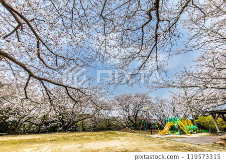 淡島公園與淡島神社的櫻花【長崎縣雲仙市】 119573315