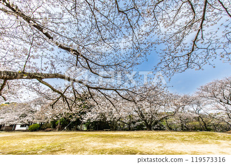 Cherry blossoms at Awashima Park and Awashima Shrine [Unzen City, Nagasaki Prefecture] 119573316