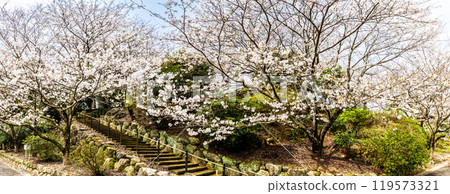 淡島公園/淡島神社櫻花全景【長崎縣雲仙市】 119573321