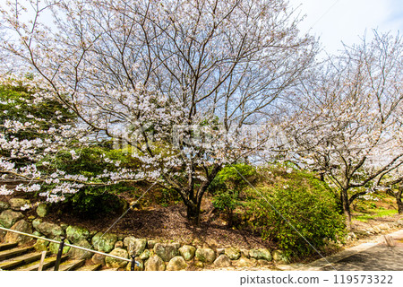 淡島公園與淡島神社的櫻花【長崎縣雲仙市】 119573322