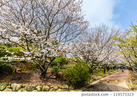 Cherry blossoms at Awashima Park and Awashima Shrine [Unzen City, Nagasaki Prefecture] 119573323