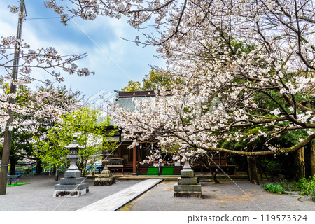 淡島公園與淡島神社的櫻花【長崎縣雲仙市】 119573324
