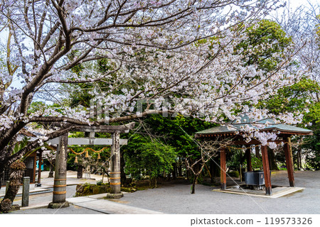 淡島公園與淡島神社的櫻花【長崎縣雲仙市】 119573326