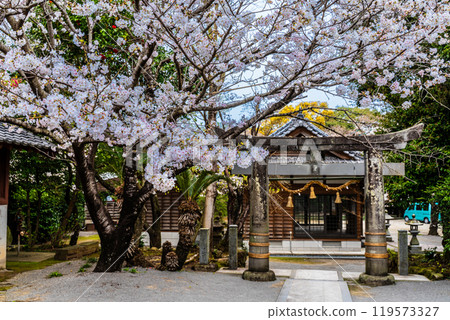 淡島公園與淡島神社的櫻花【長崎縣雲仙市】 119573327