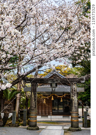Cherry blossoms at Awashima Park and Awashima Shrine [Unzen City, Nagasaki Prefecture] 119573329