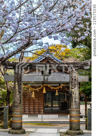 淡島公園與淡島神社的櫻花【長崎縣雲仙市】 119573330