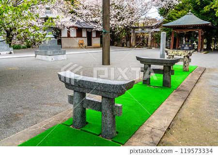 Awashima Park and Awashima Shrine cherry blossoms and mini torii gates [Unzen City, Nagasaki Prefecture] 119573334