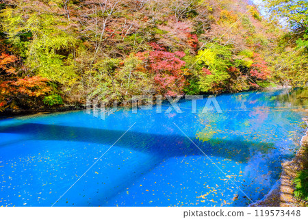 Autumn leaves and Shima Blue 119573448