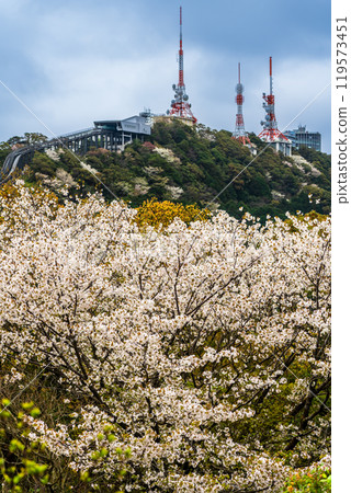 Inasayama radio tower and cherry blossoms [Nagasaki City] 119573451