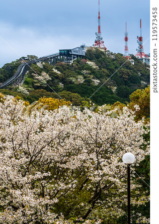 Inasayama radio tower and cherry blossoms [Nagasaki City] 119573458