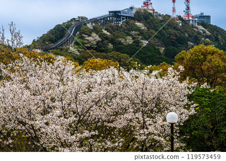 Inasayama radio tower and cherry blossoms [Nagasaki City] 119573459