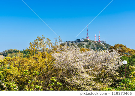 Inasayama radio tower and cherry blossoms [Nagasaki City] 119573466