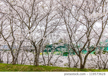 Cherry blossoms at Sakuranosato Central Park [Nagasaki City] 119573628