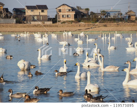 A flock of swans (Shiratori-no-Sato, Chiba Prefecture) A flock of swans (Shiratori-no-Sato, Chiba Prefecture) 119573895