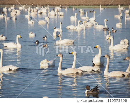 A flock of swans (Shiratori-no-Sato, Chiba Prefecture) A flock of swans (Shiratori-no-Sato, Chiba Prefecture) 119573896