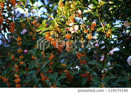 Gankei: Osmanthus fragrans Gankei: Osmanthus fragrans 119574190