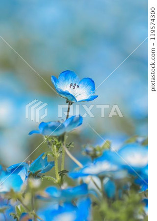 Nemophila in flower garden 119574300