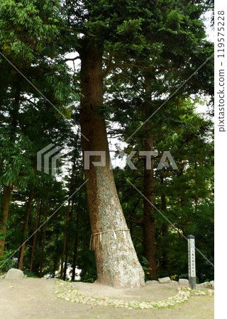 [Miharu Town "Miharu Daijingu" Fir Tree] 119575228