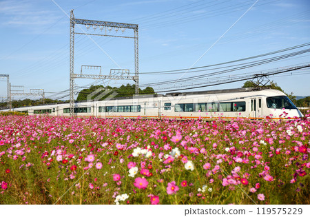 A train running through a cosmos field A train running through a cosmos field 119575229
