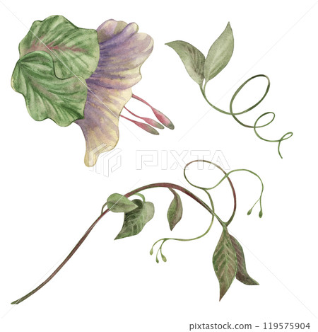 Bud, flower and leaves of the climbing plant cobaea in green, lilac shades. A set of flowers is hand-painted with watercolors on a white background. For the design of postcards, invitations, wedding Bud, flower and leaves of the climbing plant cobaea in green, lilac shades. A set of flowers is hand-painted with watercolors on a white background. For the design of postcards, invitations, wedding 119575904