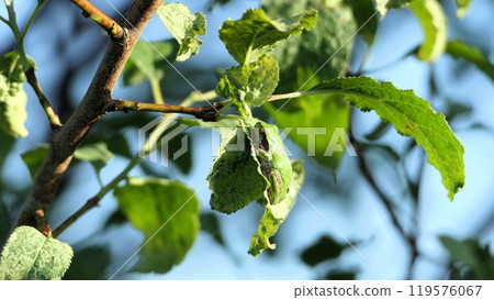 A tree frog basking in the evening sun on a drooping prune leaf 119576067
