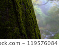 Moss growing in trees 119576084