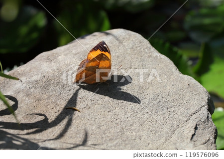 Shadow of a leaf butterfly reflected on a stone Shadow of a leaf butterfly reflected on a stone 119576096