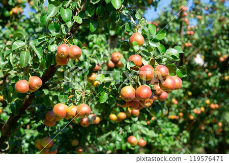 Pink pears on trees Pink pears on trees 119576471