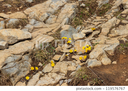 Coltsfoot flowers (Tussilago farfara) on alpine meadow Coltsfoot flowers (Tussilago farfara) on alpine meadow 119576767