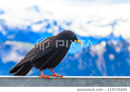 Alpine chough or yellow-billed chough (Pyrrhocorax graculus) in the mountain nature habitat in Alps, Switzerland 119576804
