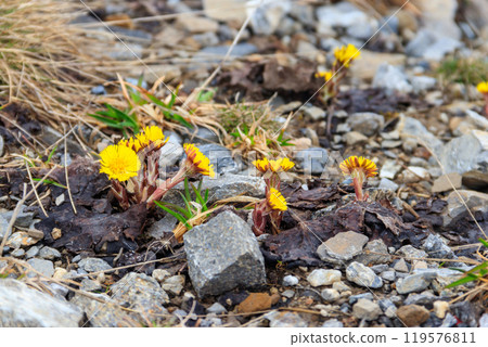 Coltsfoot flowers (Tussilago farfara) on meadow 119576811