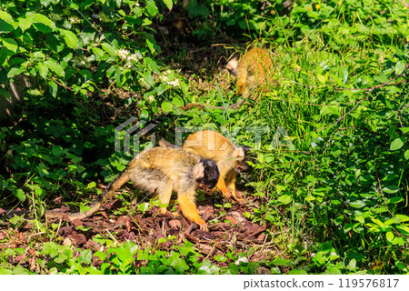 The black-capped squirrel monkey (Saimiri boliviensis) on a tree The black-capped squirrel monkey (Saimiri boliviensis) on a tree 119576817