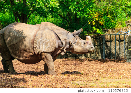 Indian rhinoceros (Rhinoceros unicornis), or Indian rhino for short, also known as the greater one-horned rhinoceros 119576823
