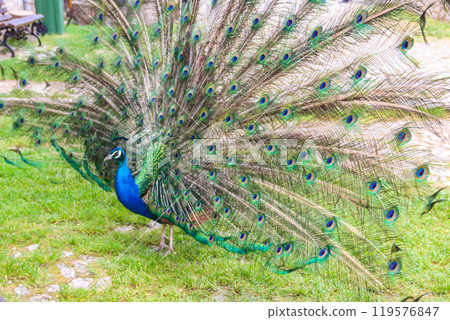 Male of peacock or peafowl (Pavo cristatus) with colorful spread tail-feathers on a lawn 119576847