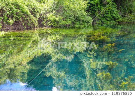 Crystal clear, green aquatic-plants full, waters of Sveti Naum (Saint Naum) springs on the Black Drim river near Ohrid lake, North Macedonia 119576850